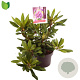 Rhododendron 'Marcel Menard' 30-40 cm 5,0L