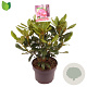 Rhododendron 'Nova Zembla' 30-40 cm 5,0L