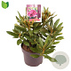 Rhododendron (P) 'Polarnacht' 30-40 cm 5,0L