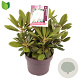 Rhododendron (Y) 'Porzellan' 30-35 cm 5,0L