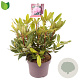 Rhododendron pont. 'Roseum' 30-40 cm 5,0L