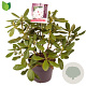 Rhododendron (AC) 'Schneeauge' 30-40 cm 5,0L