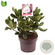 Rhododendron 'Scintillation' 30-35 cm 5,0L