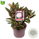 Rhododendron (Y) 'Silberwolke' 30-35 cm 5,0L