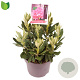 Rhododendron (Y) 'Sneezy' 30-35 cm 5,0L