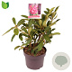 Rhododendron 'Wilgen's Ruby' 30-40 cm 5,0L