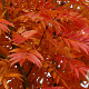 Sorbus 'Dodong' 12-14 HO draadkluit