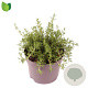 Rosmarinus off. 'Capri' 20-25 cm 2,0L
