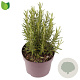 Rosmarinus officinalis 30-35 cm 2,0L
