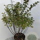 Spiraea betulifolia 'Tor' 40-60 cm 5,0L