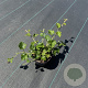 Rubus 'Betty Ashburner' 30-40 cm P13
