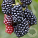 Rubus frut. 'Navaho' 40-60 cm 7,5L