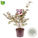 Sambucus nigra Black Beauty 50-60 cm 7,5L