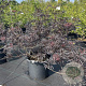 Sambucus nigra Black Lace 60-80 cm 30L