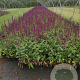 Salvia nem. 'Caradonna' GM P9
