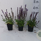 Salvia nem. 'Ostfriesland' GM P9