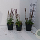 Salvia nem. 'Rose Queen' GM P9