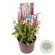 Salvia nem. Sensation Medium Pink GM 2,0L