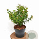 Symphoricarpos d. Symphony Rave 30-40 cm 3,0L