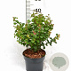 Symphoricarpos d. Symphony Rave 30-40 cm 3,0L