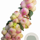 Symphoricarpos d. Symphony Rave 30-40 cm 3,0L