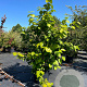 Sinocalycanthus raul. 'Hartage Wine' 175-200 cm cont. 80L meerstammig