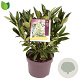 Skimmia confusa 'Kew Green' 30-35 cm 3,0L