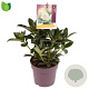 Skimmia j. 'Fragrant Cloud' 10-15 cm P13