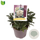 Skimmia japonica 'Marlot' 10-15 cm P13