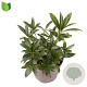Skimmia j. Rubesta Cuba 15-20 cm P13