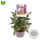 Skimmia j. Rubesta 10-15 cm P13
