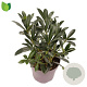 Skimmia j. 'Rubinetta' 15-20 cm P13