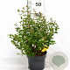 Symphoricarpos d. Symphony Rumble 30-40 cm 3,0L