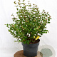 Symphoricarpos d. Symphony Rumble 30-40 cm 3,0L