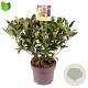 Skimmia j. 'Temptation' 30-40 cm 5,0L zonder bes