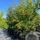 Sorbus aucuparia 250-300 cm cont. 80L meerstammig