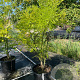 Sophora japonica 175-200 cm cont. 150L meerstammig