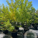 Sophora japonica 200-225 cm cont. 80L meerstammig