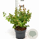 Symphoricarpos Symphony Rock 30-40 cm 3,0L