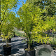 Sophora japonica 225-250 cm cont. 150L meerstammig