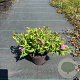 Spiraea jap. 'Dart's Red' 25-30 cm P13