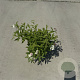 Spiraea jap. 'Genpei' 25-30 cm P13