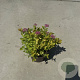 Spiraea jap. 'Golden Princess' 25-30 cm P13