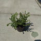 Spiraea nipp. 'June Bride' 30-40 cm P13