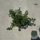 Spiraea nipp. 'Snowmound' 30-40 cm P13