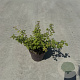 Symphoricarpos ch. 'Hancock' 30-40 cm P13