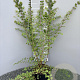 Symphoricarpos ch. 'Hancock' 40-60 cm 2,0L