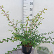 Symphoricarpos ch. 'Hancock' 40-60 cm 2,0L