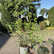 Symphoricarpos ch. 'Hancock' 40-60 cm 2,0L