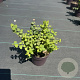 Symphoricarpos d. 'Magic Berry' 30-40 cm P13